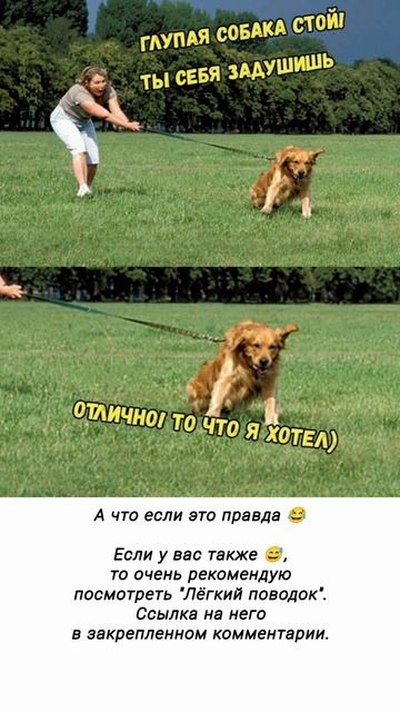 Собака тянет поводок смотреть онлайн