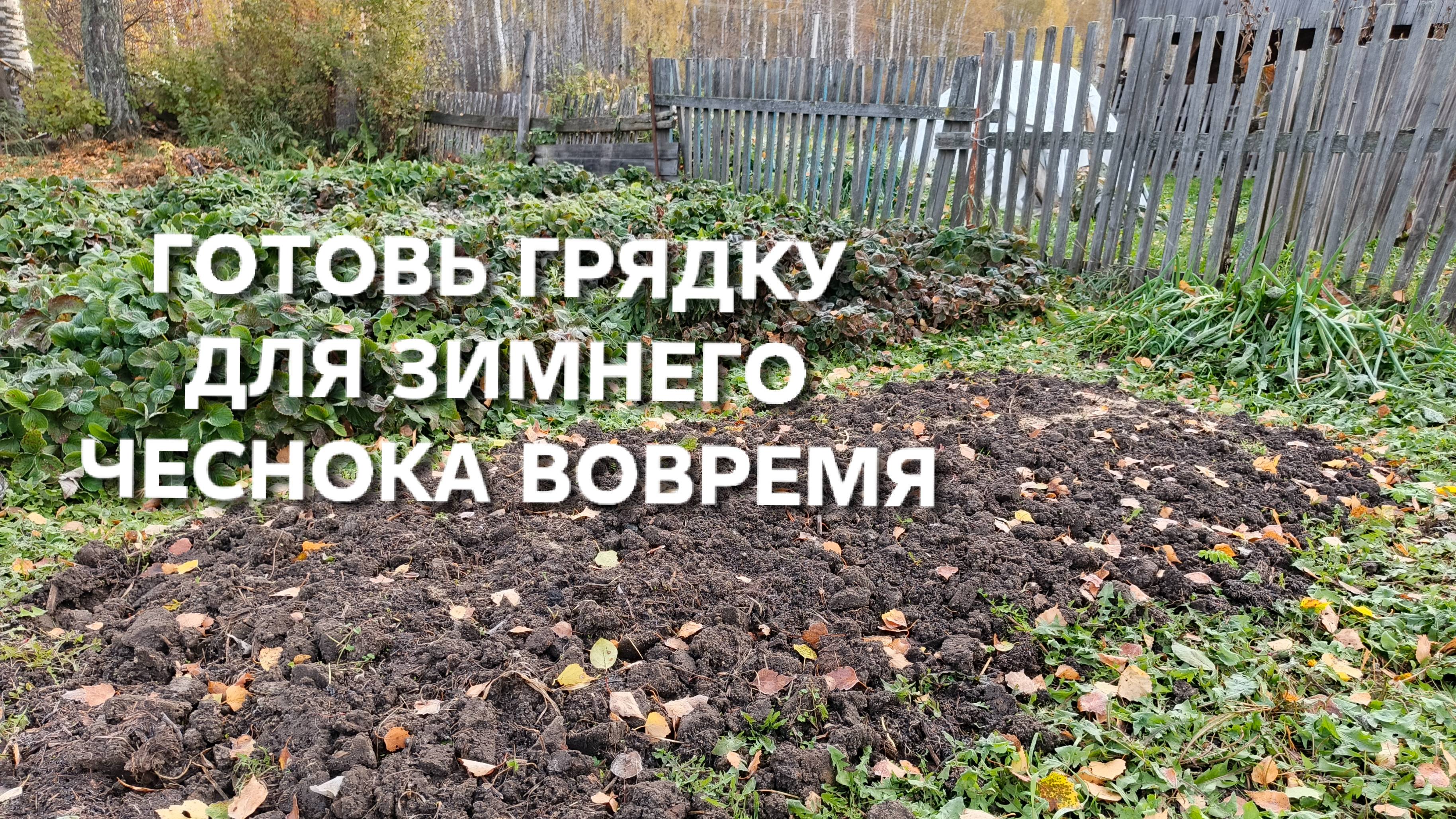 Когда готовить грядку для зимнего чеснока и когда его высаживать