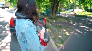 ПОДПИСЧИКИ УПРАВЛЯЮТ МОЕЙ ЖИЗНЬЮ | ЖИЗНЬЮ КОШЕЧКИ БАТТЕРС