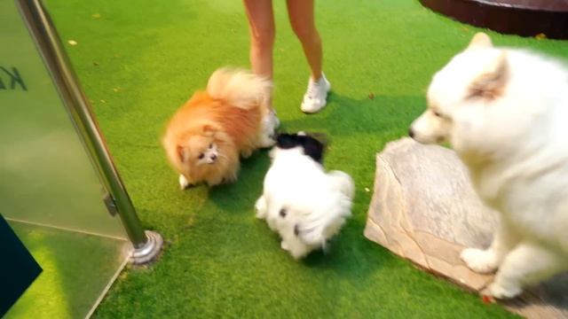 СОБАЧКА ЭЛИС ВПЕРВЫЕ в СОБАЧЬЕМ САДИКЕ | НОВЫЕ ПИТОМЦЫ - Пет Френдли Парк | ОДИН ДЕНЬ с ПИТОМЦАМИ смотреть онлайн