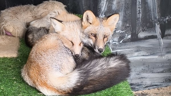 лиса обыкновенная #уралиса