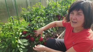 №12  Сорта сладкого перца урожайные в холодное лето. 07.09.25 г.