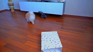 ВСТРЕЧА С ПОСЛЕ РАЗЛУКИ КОШЕЧКИ БАТТЕРС И СОБАЧКИ ЭЛИС - ЧТО ПРОИЗОШЛО?!