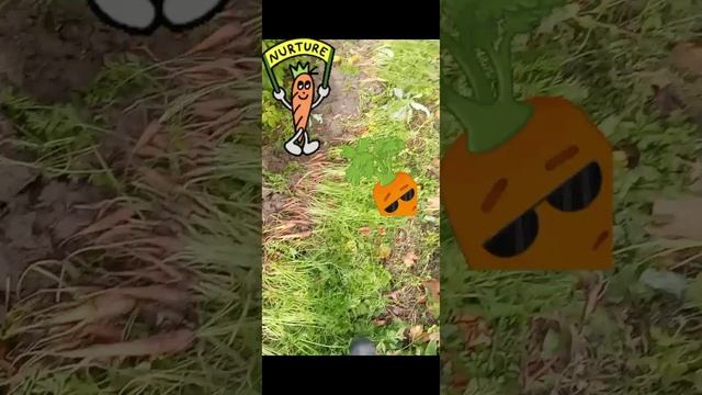 Морковь Королева осени от Поиск смотреть онлайн