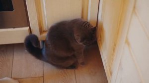 ОДИН ДЕНЬ С КОШЕЧКОЙ БАТТЕРС