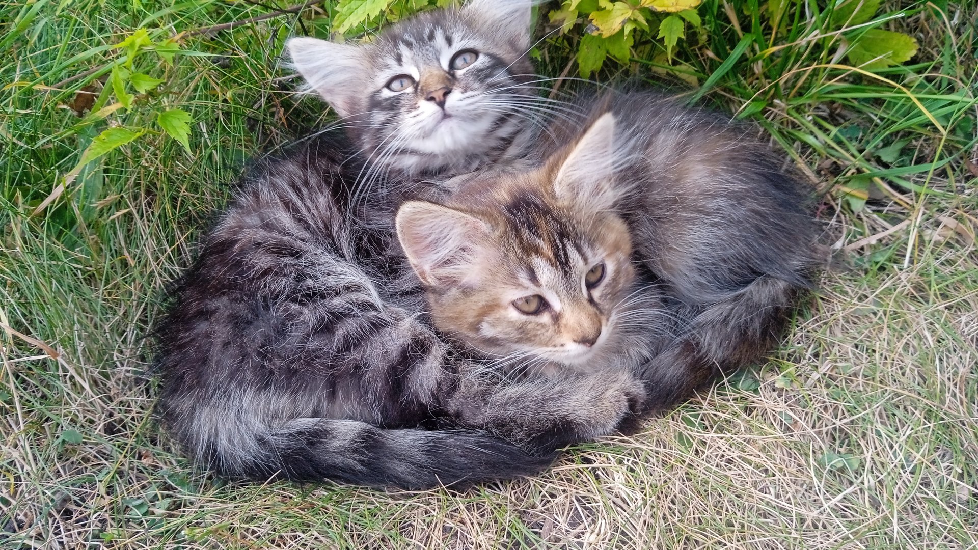 Отдам котят в добрые руки, трёхшерстные котята от серой вислоухой кошки, мама - отличная мышеловка смотреть онлайн