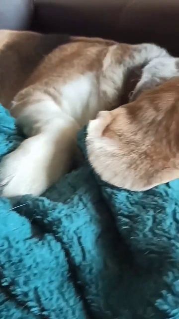 Солдат спит - служба идет! #beagle #dog #humor #бигль #собака #юмор