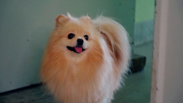 КАК ДОСТАТЬ ХОЗЯЙКУ | КОТИКУ И ПЕСИКУ смотреть онлайн