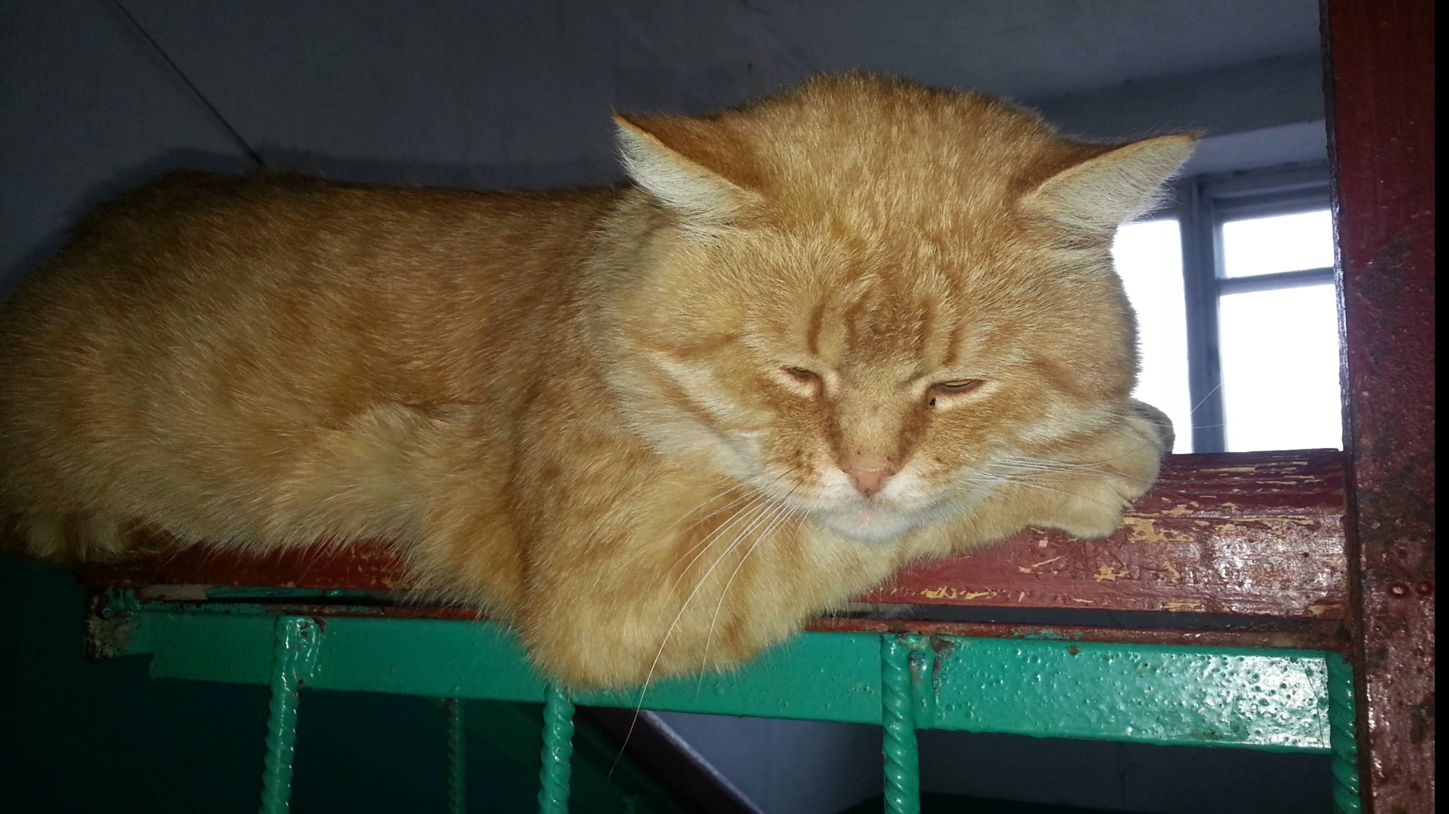 Рыжий разбойник смотреть онлайн