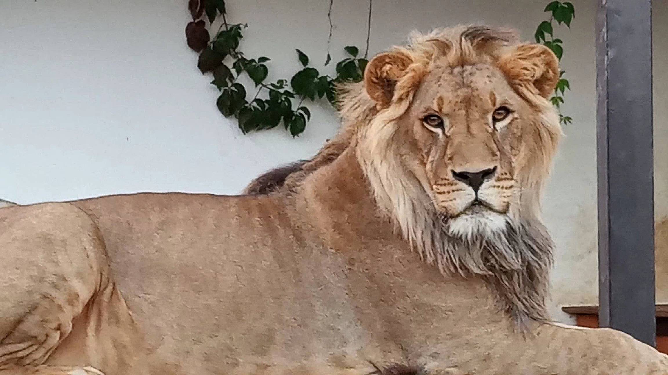 Лев ШЕРХАН и его мощная перекличка. Кто самый шикарный мужчина в минском зоопарке? Порш и Симочка. смотреть онлайн