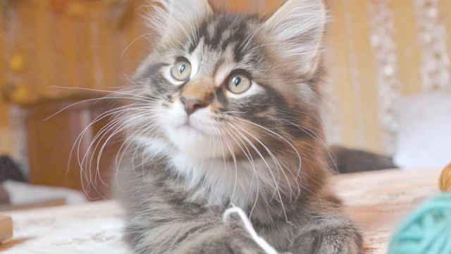 Ах, как много на свете кошек