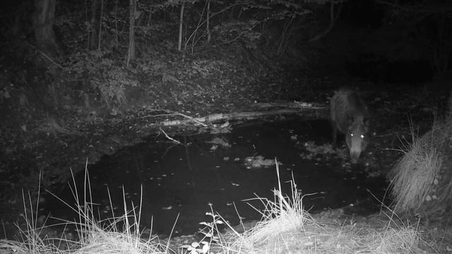 Кабан фото ловушка смотреть онлайн