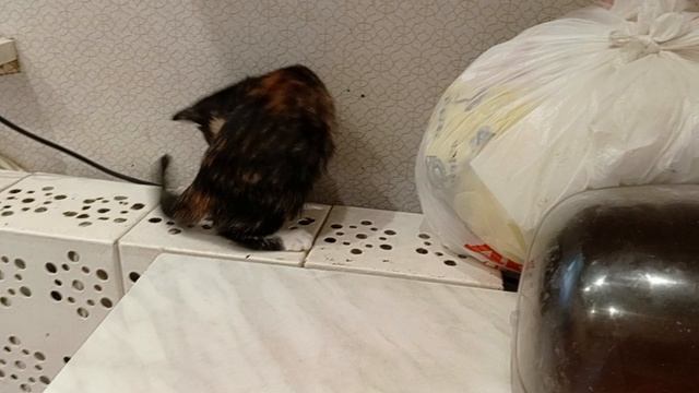 смешной тик-ток с котёнком смотреть онлайн