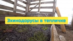 ЭХИНОДОРУСЫ В ТЕПЛИЧКЕ