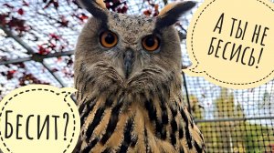 Жалуюсь сове о нелёгкой блогерской долюшке. Утренний сеанс нытья и возмущения в адрес Дзена