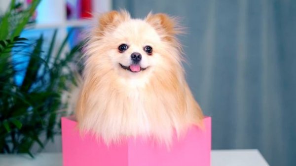 КТО ИЗ ВАС ? ПРОКАЗНИЧАЕТ ДОМА | Кошечка Баттерс и Собачка Элис