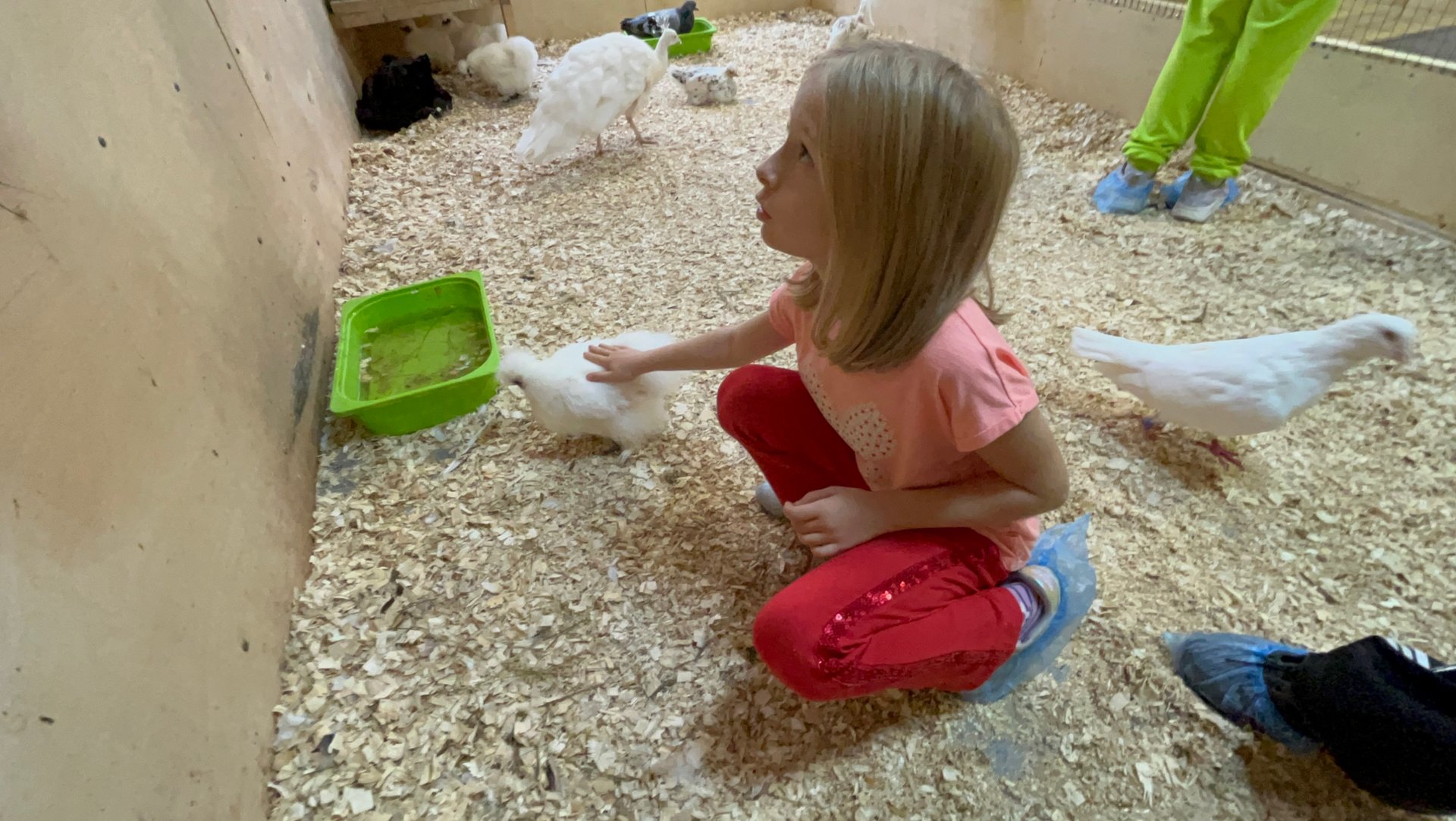 Аня в Стране Енотия, обзор контактного зоопарка смотреть онлайн