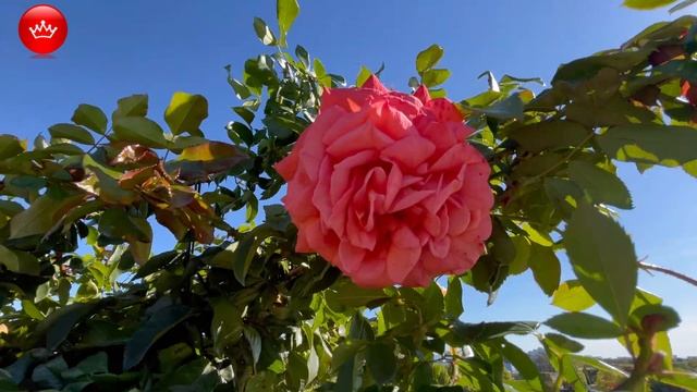 🌹3 октября 2025 Парк Галицкого цветут розы. смотреть онлайн