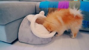 ПРЯТКИ с ПИТОМЦАМИ в РЕАЛЬНОЙ ЖИЗНИ | КОТ БАТТЕРС и СОБАКА ищут ЕЖА | Кто Быстрее Найдет Челлендж