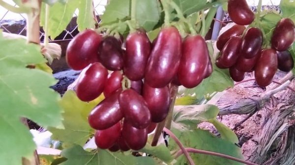 СУУУУПЕР ЭФФЕКТНАЯ НОВИНКА ОТ КАЛУГИНА!!!🍇🍇🍇 Telegram, WhatsApp и Vlber +79528500417.