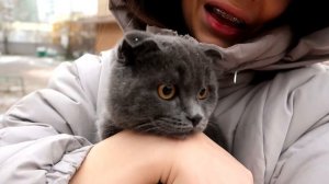 ГОВОРЯЩИЙ КОТЕНОК ГУЛЯЕТ ПО СНЕГУ НА УЛИЦЕ | РЕАКЦИЯ КОТЕНКА БАТТЕРСА НА СНЕГ | ОН В ШОКЕ