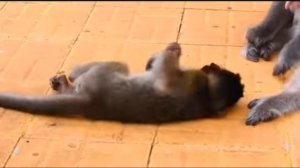 Старая мама перестаёт когда-нибудь заботиться о своей подросшей Peggy baby  1000035991.mp4