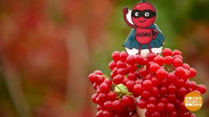 Калина, клюква, брусника - осенние супергерои. Доброе утро. Фрагмент выпуска от 03.10.2025