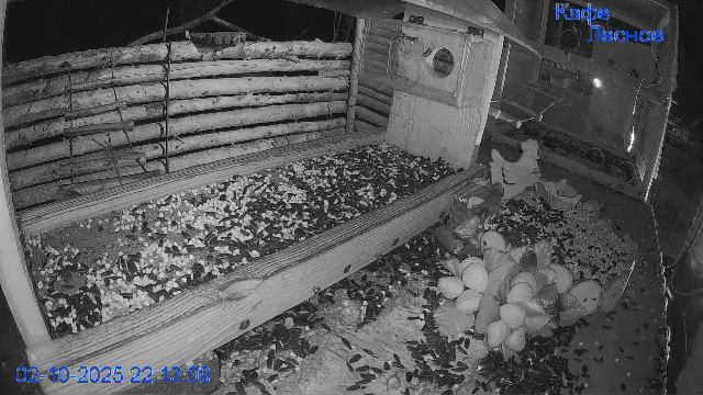 🔴24/7 Кормушка в лесу онлайн "Кафе Лесное" #Relaxing #природа #звуки леса #октябрь смотреть онлайн