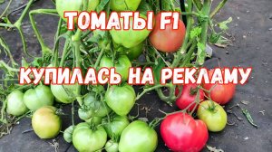 НИКОГДА НЕ САЖАЙТЕ ТОМАТЫ F1! ВСЯ ПРАВДА О ПЛАСТМАССОВЫХ ТОМАТАХ!