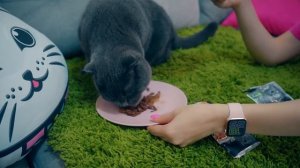 КАКОЙ КОРМ и ЛАКОМСТВА ВЫБЕРЕТ КОШКА