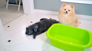 УЖАСНАЯ И ЗЛАЯ НЯНЯ НАКАЗАЛА КОТИКА И ПЕСИКА | ПИТОМЦЫ ПРОТИВ ВРЕДНОЙ НЯНИ