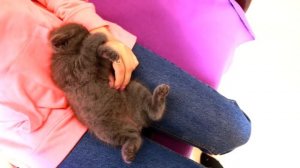 НОВЫЙ ДОМИК ИЗ ПЛЕНКИ ? | СТРИЖЕМ КОГТИ КОТЕНКУ БАТТЕРСУ | КОТ БАТТЕРС