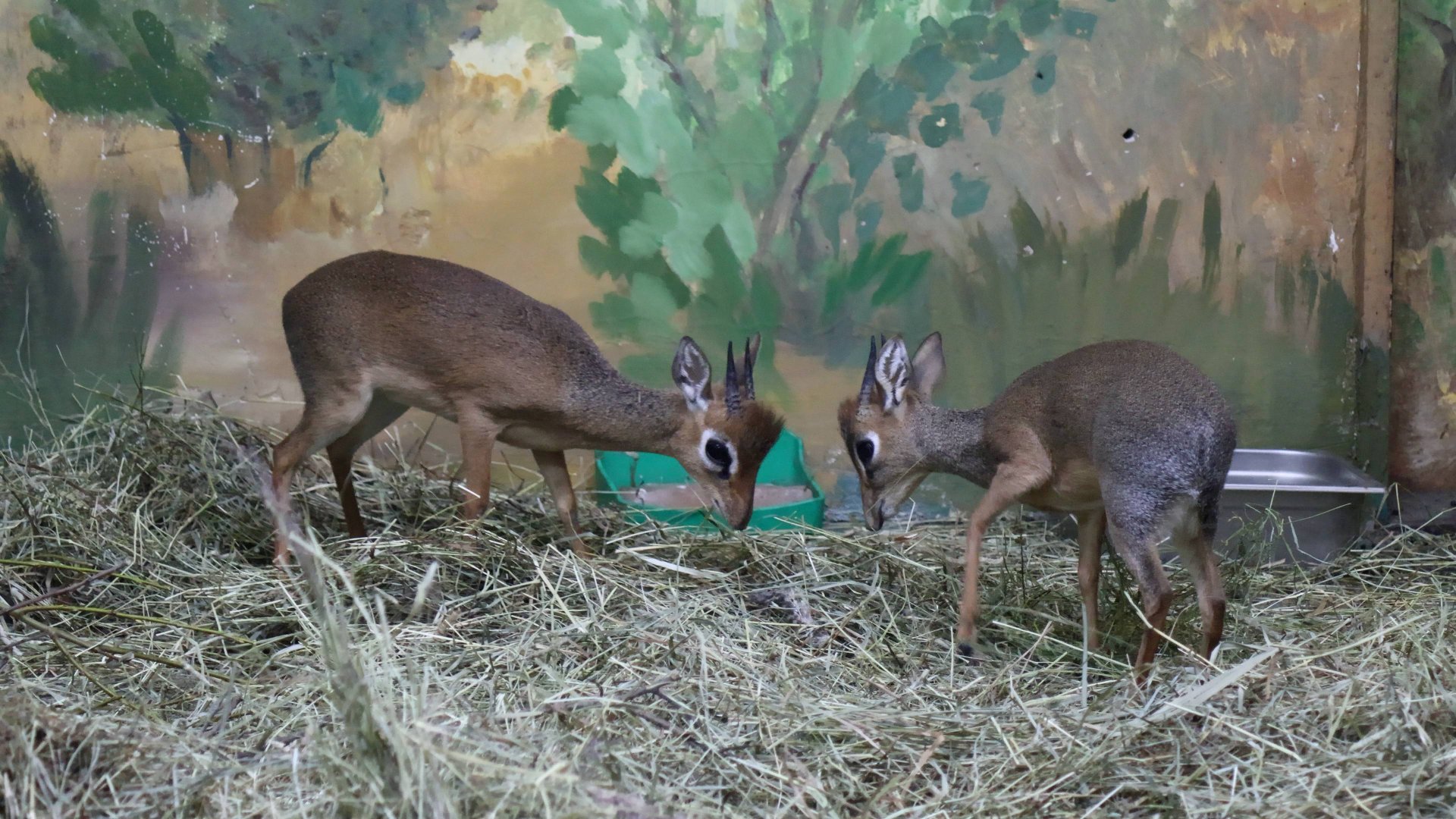 Дик-дики бодаются смотреть онлайн