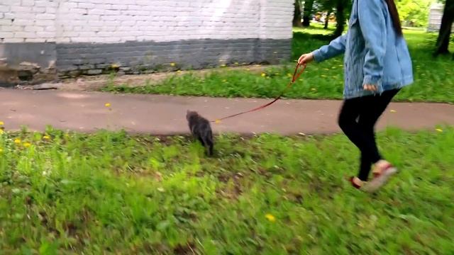 КОШКА ВПЕРВЫЕ НА ПРОГУЛКЕ! ИСПУГАЛАСЬ! смотреть онлайн
