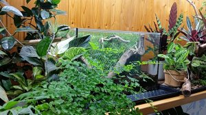 Долго думала, надо мне это или нет? Флорариум - эконом вариант своими руками.