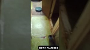 Знакомство пылесоса с полом и с котом.