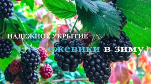 Надежное УКРЫТИЕ ЕЖЕВИКИ  в зиму