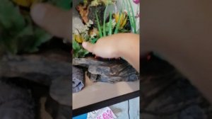 VID_20251003_162514.mp4