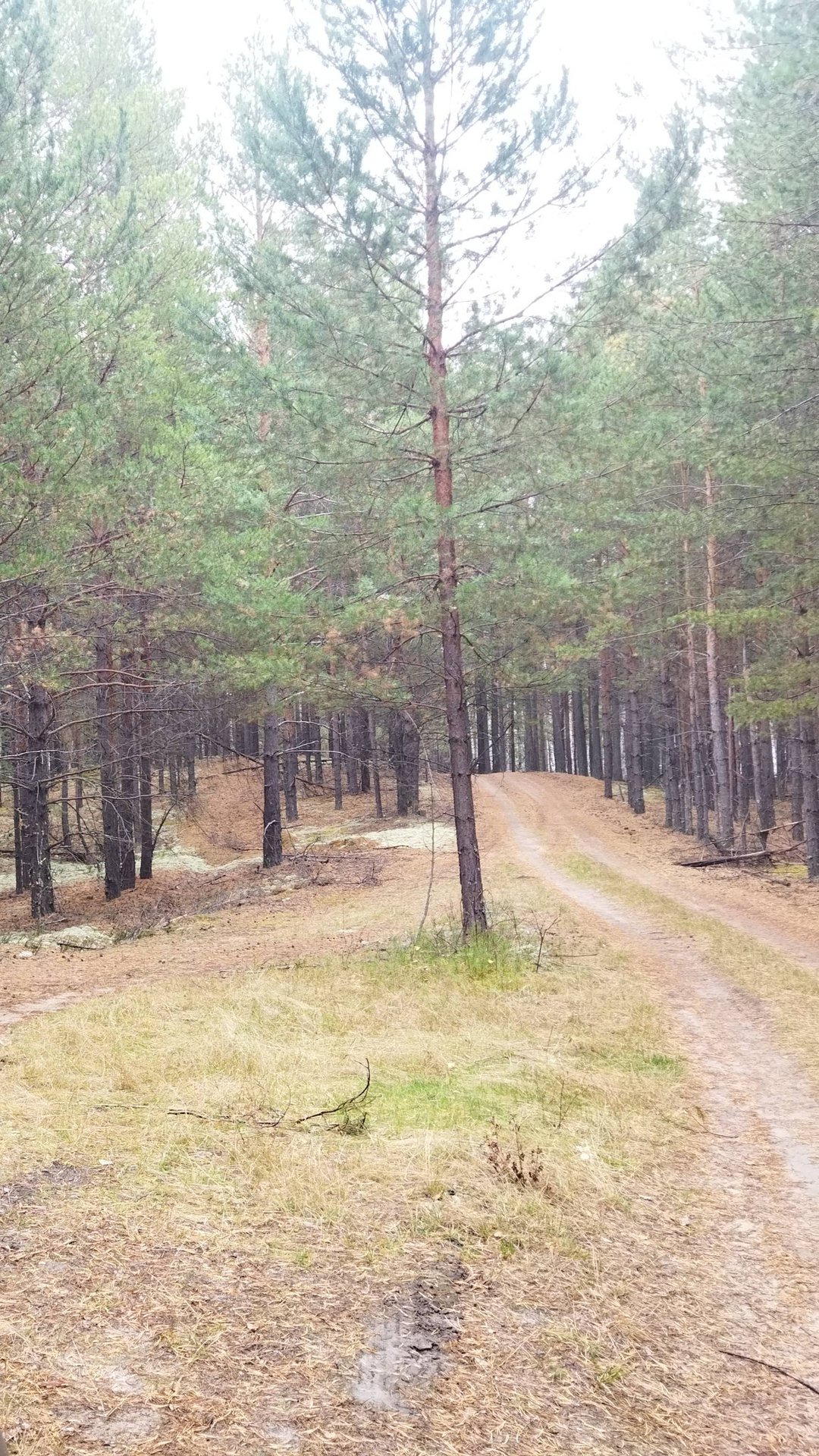 СОБИРАЕМ БОРОВИКИ смотреть онлайн