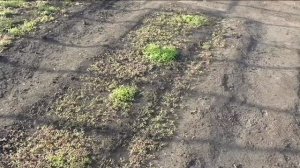 Фацелия растет на моей грядке очень необычно, продолжение.