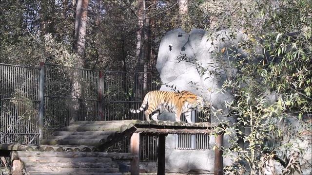 Амурская тигрица Лапа прогуливается по вольеру 01.10.2025 смотреть онлайн