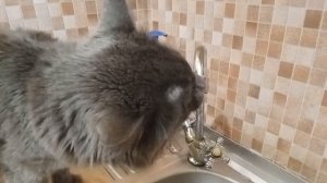 Кот Жорик пьет воду из под крана. Котик знает где вода вкуснее! Жизнь кошек.