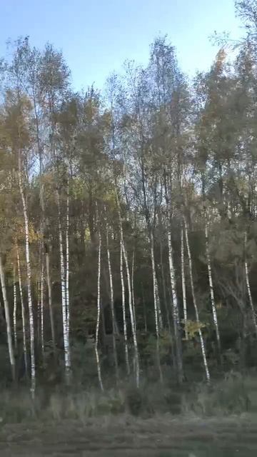 Осенний лес смотреть онлайн