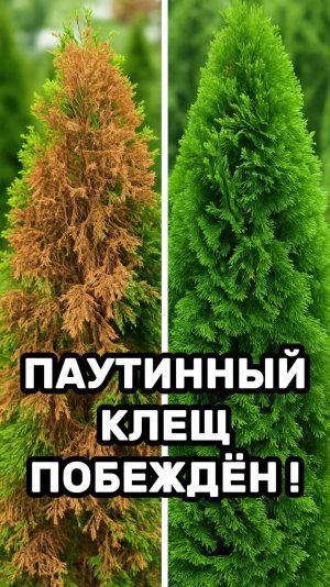 Паутинный клещ УНИЧТОЖЕН ! #вредители #туи #газон #сад #клещ