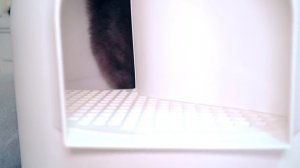 Новый ДОМИК для КОШКИ  с ТУАЛЕТОМ внутри ! Реакция КОШКИ и СОБАЧКИ