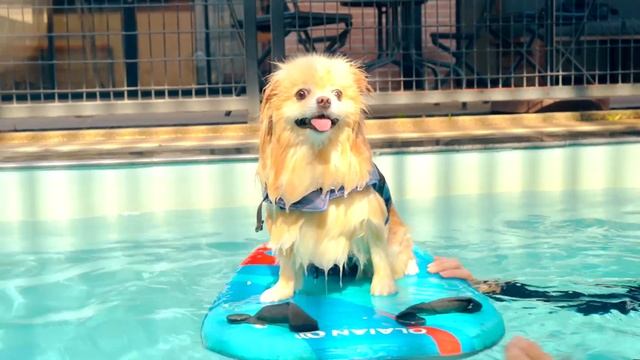 СОБАЧКА ЭЛИС ПЛАВАЕТ в СПЕЦИАЛЬНОМ БАССЕЙНЕ для СОБАК | СОБАКА НА САПборде смотреть онлайн
