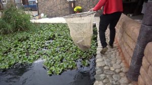 Рыбки за лето подросли.