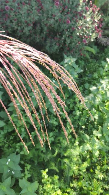 Мискантус китайский Цвергзебра. Необычная красивая камуфляжная трава