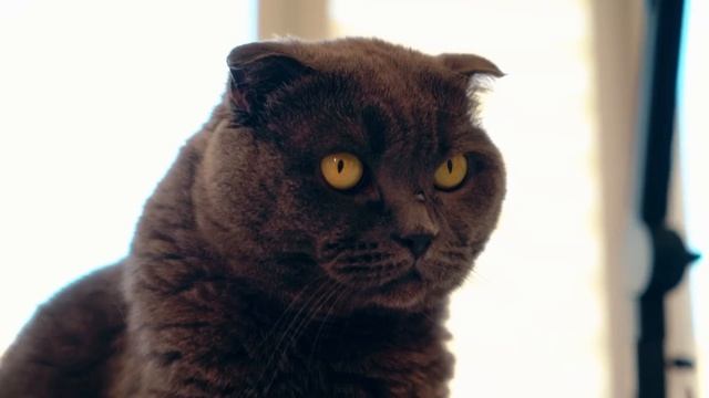 1 минута, 10 минут и 1 час РИСУЮ КЭТНАПА | Кот-Дремот с ПИТОМЦАМИ смотреть онлайн