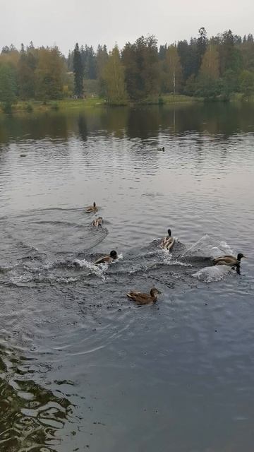 Утки в Шуваловском парке Санкт-Петербурга. смотреть онлайн